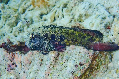 2017 06-04%2010.48.56_vivid_500_web60%25