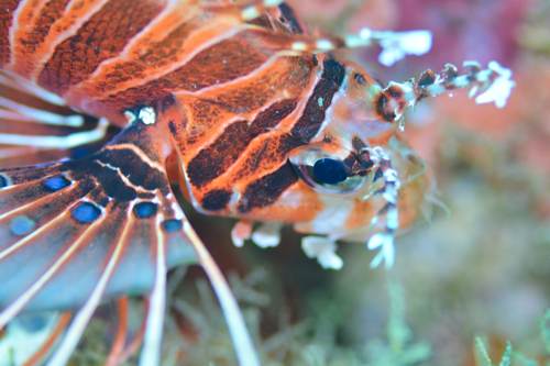 2017 06-17%2006.53.52_vivid_500_web60%25