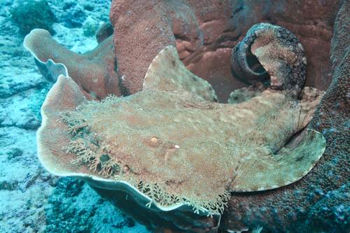 Wobbegong Shark