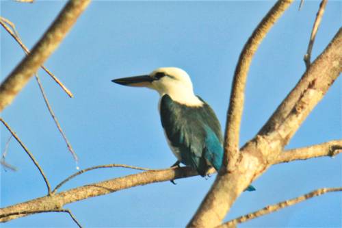 Yeben island bird, Raja Ampat