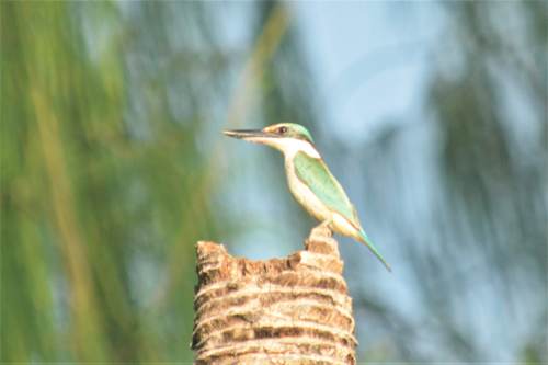 Yeben island bird, Raja Ampat