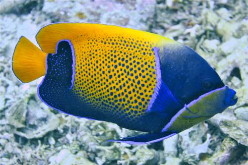 2017 06-21%2008.33.10_Vivid%2B_500_web10%25