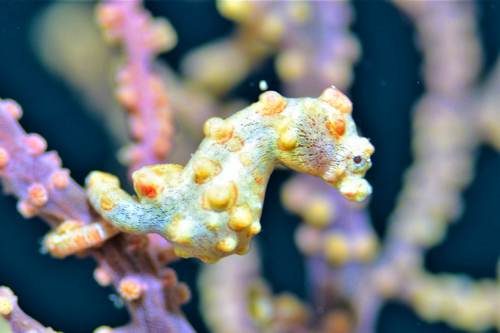 Bargybanty Yellow Pygmy Seahorse