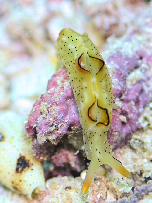 2017 06-23%2010.06.22_Vivid%2B_500_web60%25