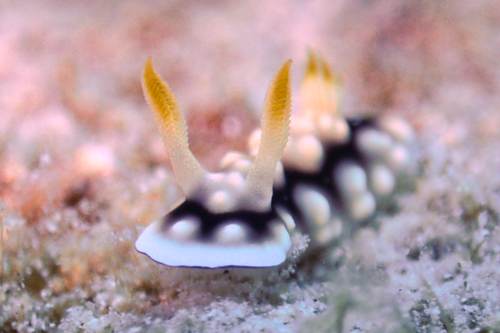 Chromodoris, Yeben Island, Raja Ampat
