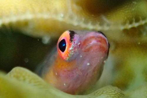 Pinkeye Goby, Yeben Island, Raja Ampat