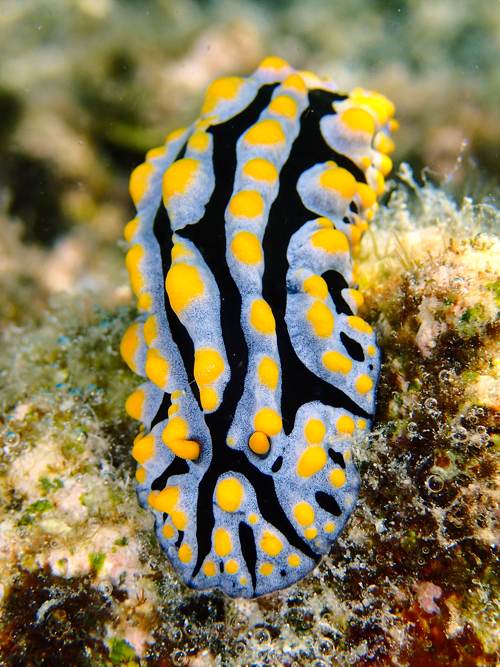 2017 07-18%2011.00.12_Vivid%2B_500_web60%25