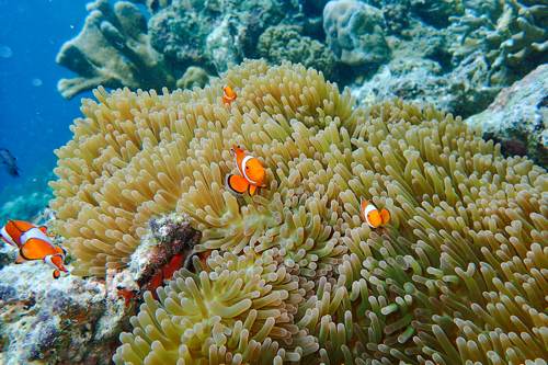 Clown fish in coral of Yeben Shallow, Raja Ampat