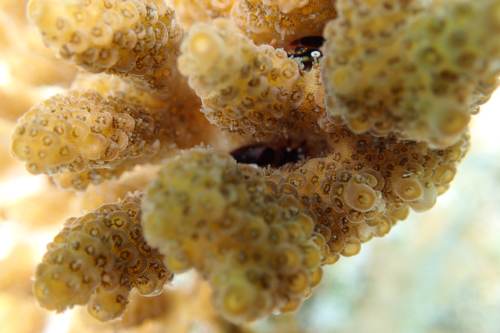 2017 07-18%2013.21.46_vivid_500_web60%25