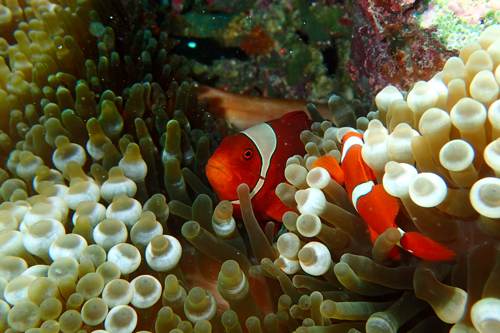 2017 07-18%2013.31.27_vivid_500_web60%25