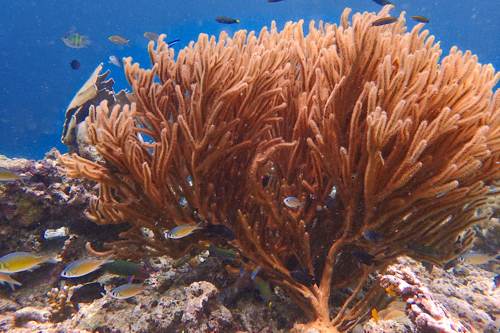 2017 07-18%2013.43.42_Vivid%2B_500_web60%25