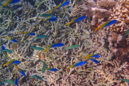 Yellowtail Fussiliers, Yeben Raja Ampat
