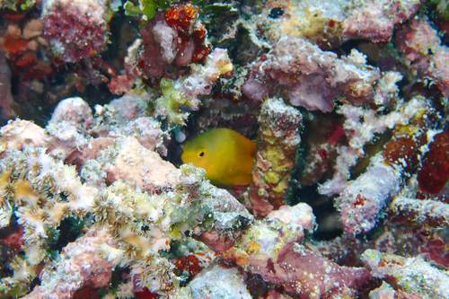 2017 07-22%2009.52.47_Vivid%2B_500_web60%25