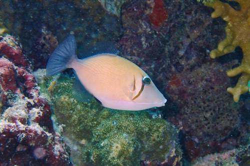 2017 07-22%2010.13.13_Vivid%2B_500_web60%25