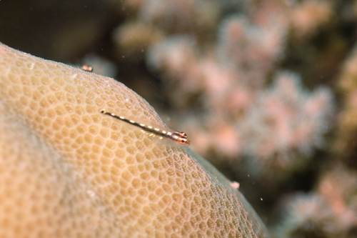 2017 07-22%2010.16.51_Vivid%2B_500_web60%25