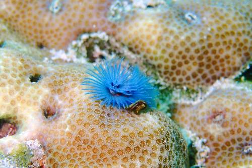 Christmas Tree Worm, Yeben Island, Raja Ampat