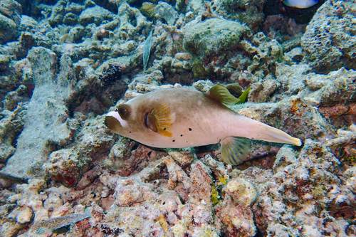 Pufferfish, Yeben Island, Raja Ampat