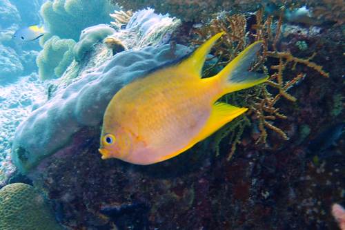 2017 07-22%2010.33.19_Vivid%2B_500_web60%25