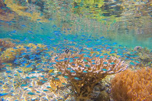 School of fishes in Yeben Shallow, Raja Ampat