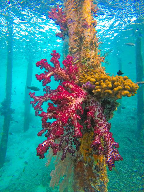 Soft coral on jetty pile, Arborek, Raja Ampat