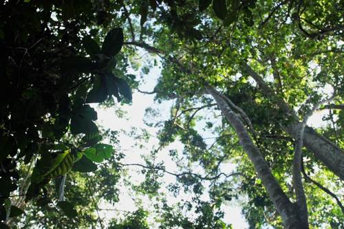 Excursion no. 2: Sawingrai forest