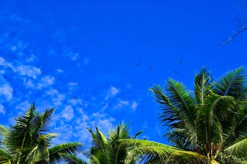 Birds flying above the coconut, Yeben Island, Raja Ampat