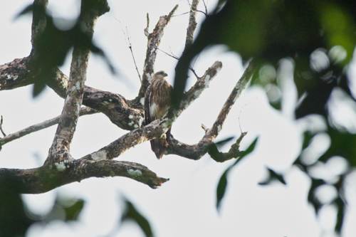 Excursion no. 2: Eagle during bird watching excursion