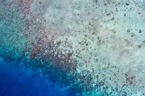 Corals in pristine water of Yeben Island, Raja Ampat