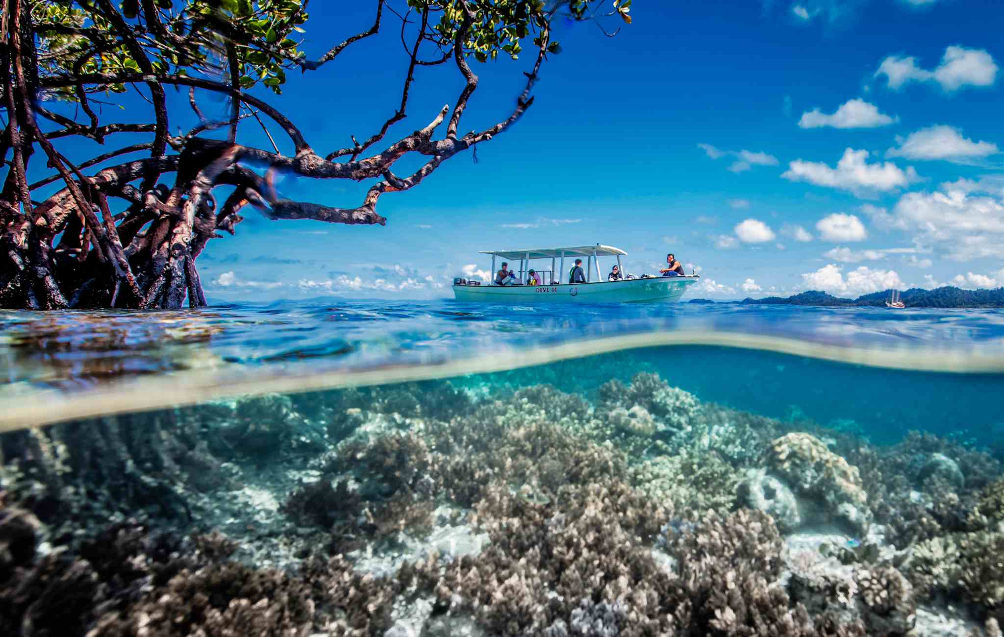 mangrove of Yeben with Cove Eco Resort boat, Raja Ampat