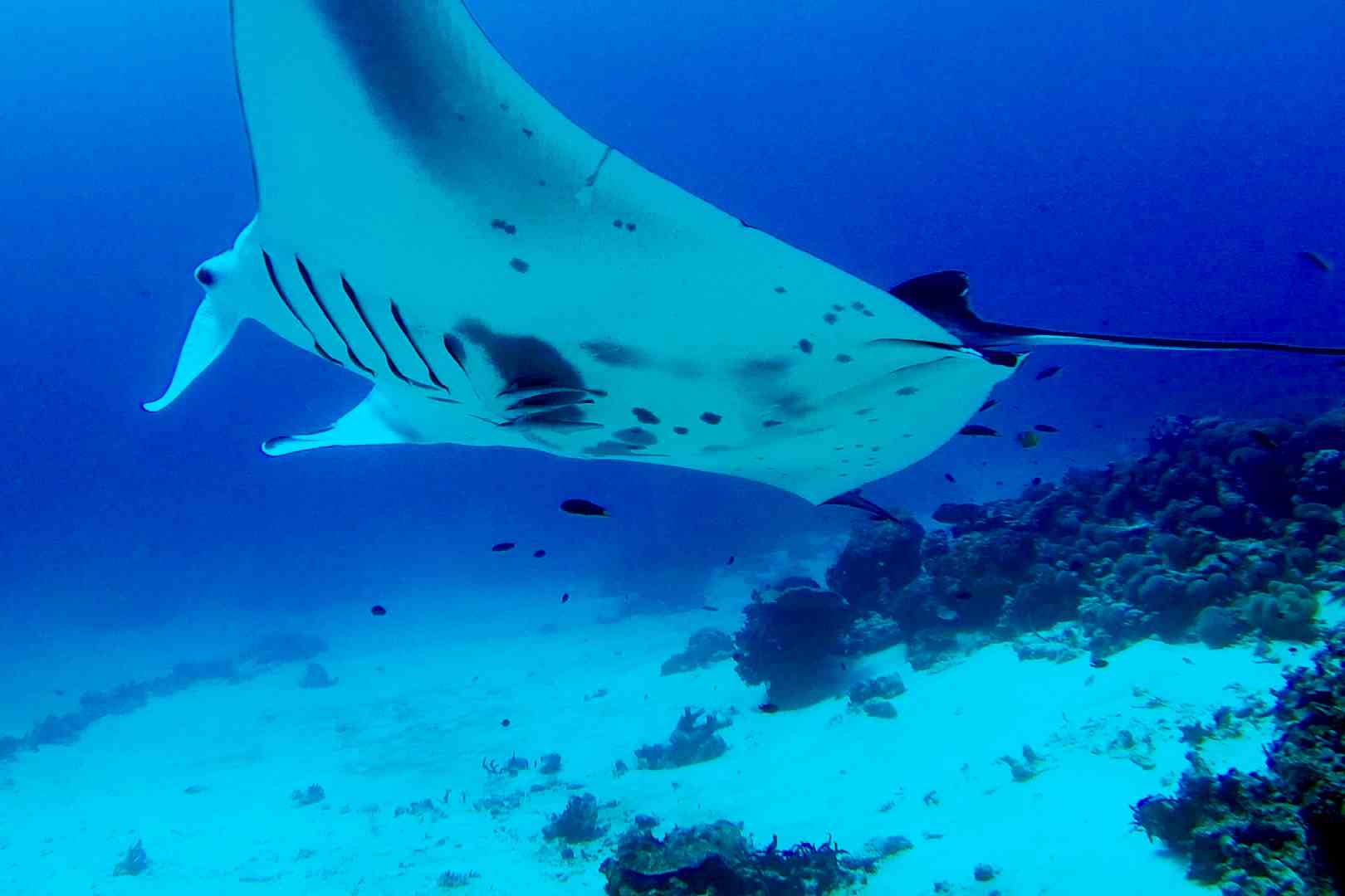 Manta swimming in Manta reef on the north of Yeben Island, Raja ampat