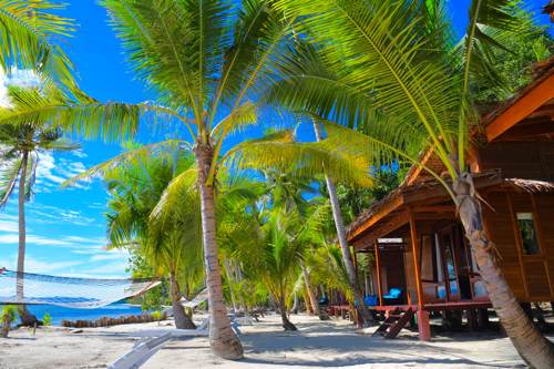 Beautifull coconut trees on the beach front of Cove Eco Resort villa, Yeben Island, Raja Ampat