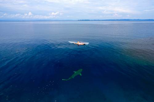 Shark below the model in the transparent Kayak, Yeben Island, Raja Ampat