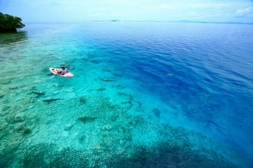 clear reef full of fishes with baby shark in Yeben island, Raja Ampat